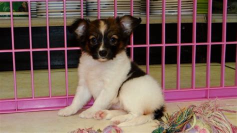 Eye Catching Papillon Puppies For Sale In Ga At Puppies