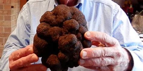 Truffle hunters using these animals must be quick to grab their prize before the pigs can eat them. This Is What A $2,500 Truffle Looks Like