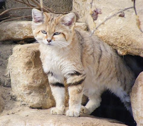 The Sand Cat A Small And Beautiful Animal Of The Desert Owlcation