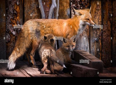 Mother Red Fox Nurses Her Kits Stock Photo Alamy