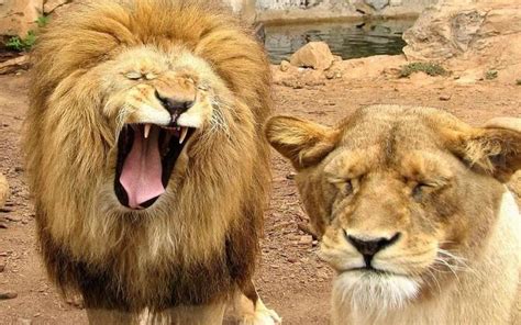 25 Very Funny Lion Pictures