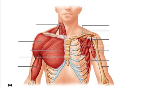 Anterior Shoulder Muscles Diagram Quizlet