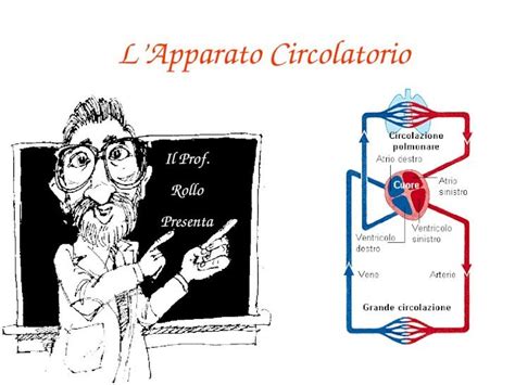 Ppt Il Prof Rollo Presenta Lapparato Circolatorio Lapparato