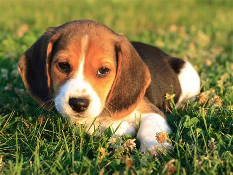 Is A Beagle A Good First Dog Etcpets