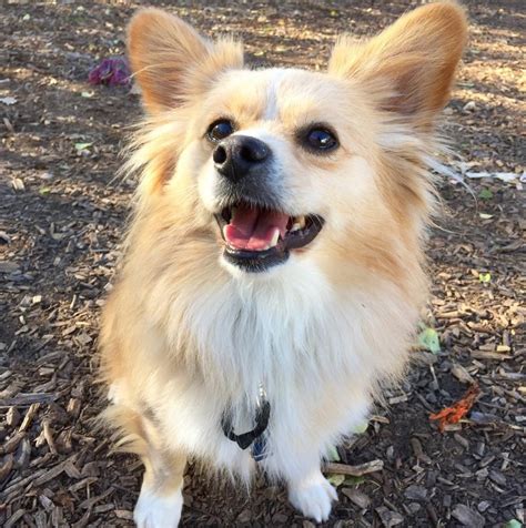 The 16 Cutest Corgi Pomeranian Mixes In The World The Paws