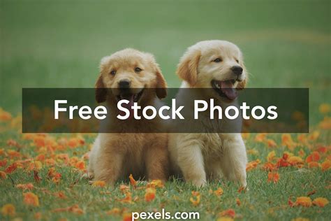 10000 Best Pictures Of Dogs · 100 Free Download · Pexels Stock Photos