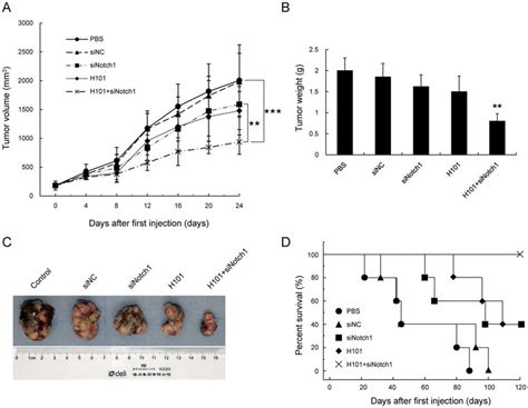 Antitumor Effect Of Combined H Notch Sirna Treatment In An Ocm
