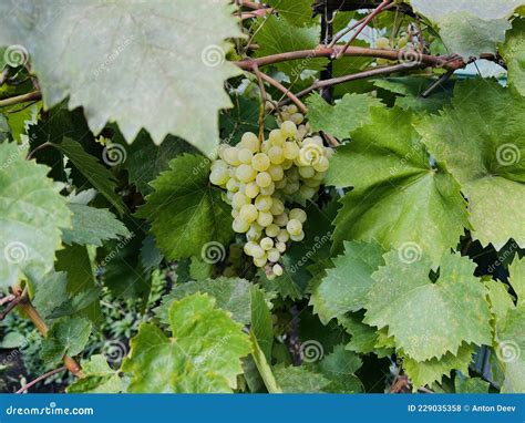 Kishmish Grapes Grapes With Green Leaves Fresh Organic Grape On Vine