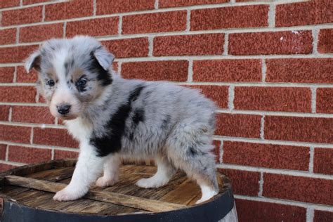 Australian Shepherd Puppies For Sale Tyner Ky 320385