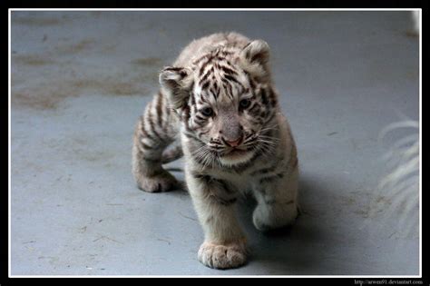 Wallpaper Hd White Tiger Baby