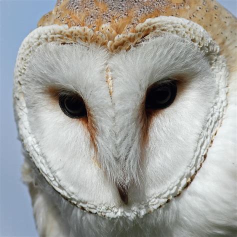 Barn Owl Flickr Photo Sharing Photography Day Owls Barn Flickr