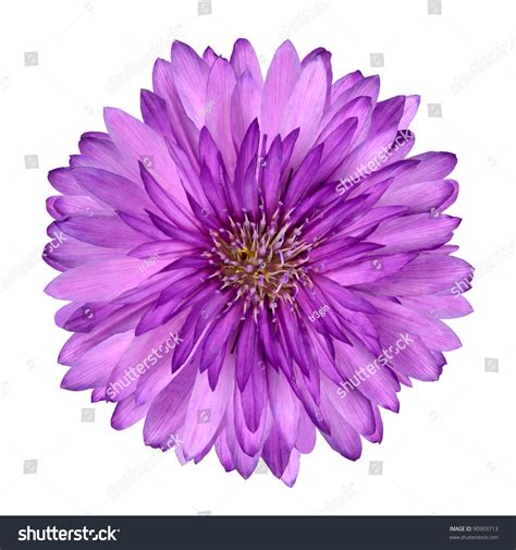 36 Purple Flower White Background Wallpapersafari