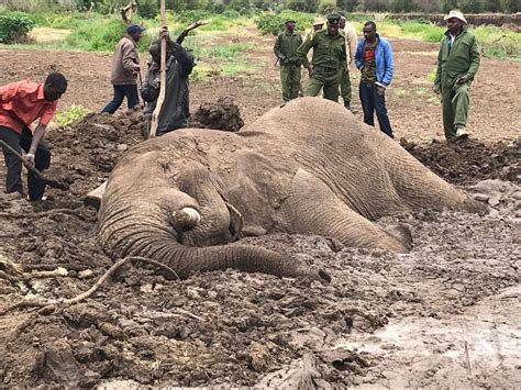 Elephant Trapped In Mud In Kenya Saved By Rescue Teams