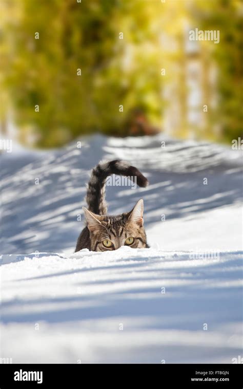 Hiding Snow Hi Res Stock Photography And Images Alamy