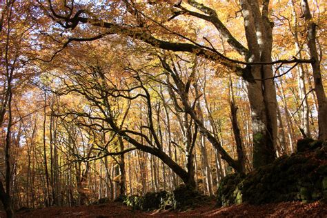 Free Images Landscape Tree Nature Grass Branch Sky House Leaf