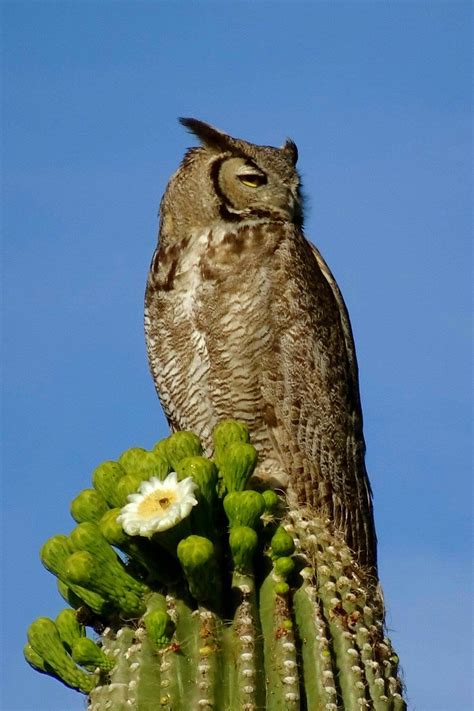 Commonly referred to as a century plant, agaves can be found growing in many places. Great horned owl on a flowering saguaro cactus | Cactus ...
