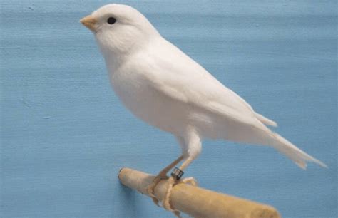 Mengetahui Ciri Khas Burung Kenari Putih Dan Cara Merawatnya