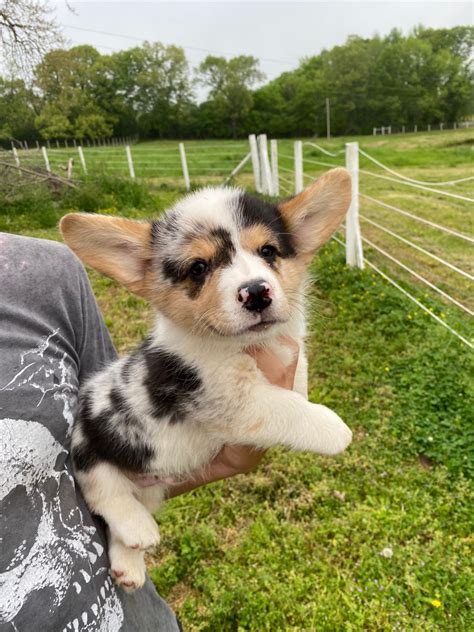 We have several fenced yards, a pool for cooling off and exercise,a short walk to the ocean for running and wave jumping and flat stretches of grassy sided sidewalks for long, social, work outs. Pembroke Welsh Corgi Puppies For Sale | Orlando, FL #326705