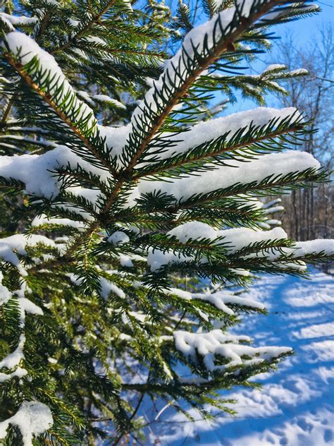 Evergreen In Winter Evergreen Plants Photography