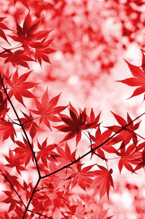 Red Leaves Maple Tree Blur Nature Autumn