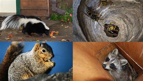 Wildlife Removal And Pest Control Services Lake County Il Animal