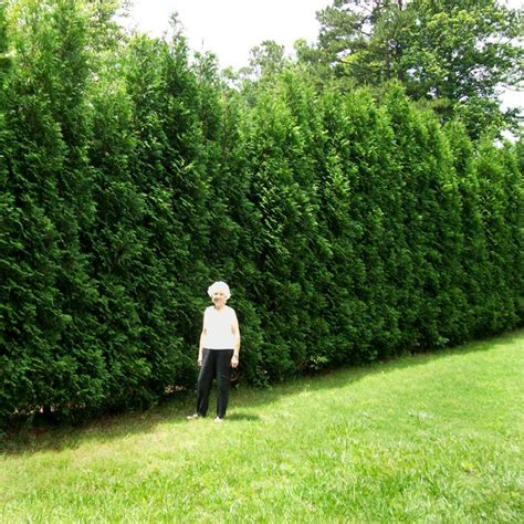 Full Speed A Hedge® American Pillar Arborvitaes