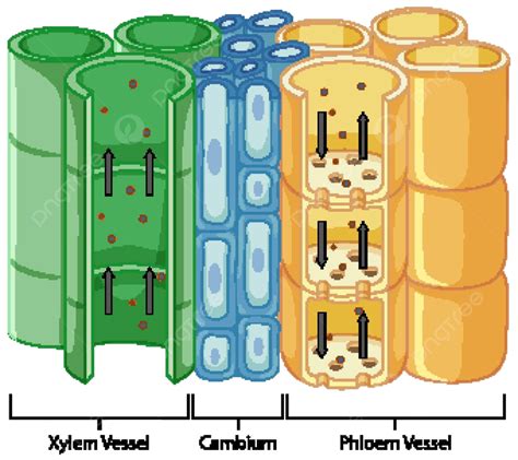 Diagram Showing Vascular Tissue System In Plants Cell Illustration