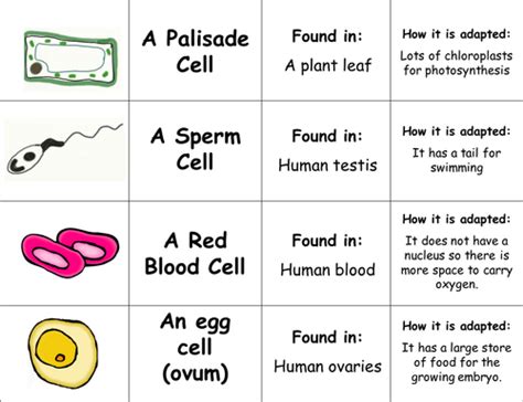 Specialised Cells Lesson Teaching Resources