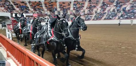 Pa Farm Show Draft Horse Hitch Competition These Horses Are Massive