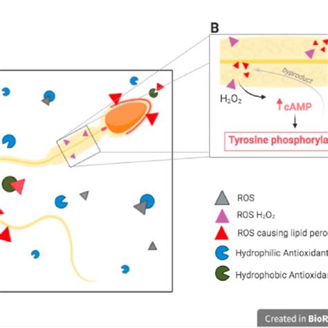 Lipid Peroxidation A The Lipid Peroxidation Cascade Explained In