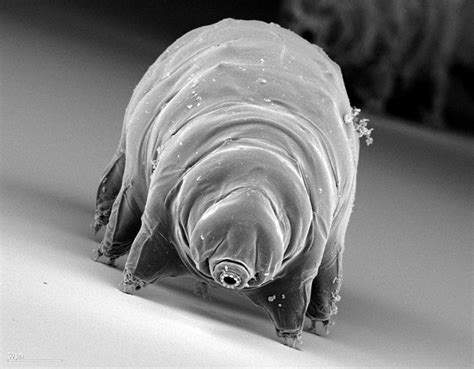 Maybe you would like to learn more about one of these? What's The Toughest Animal On The Planet? - Sick Chirpse