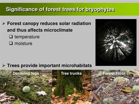 Forest Management Changes Microclimate And Bryophyte Diversity In The