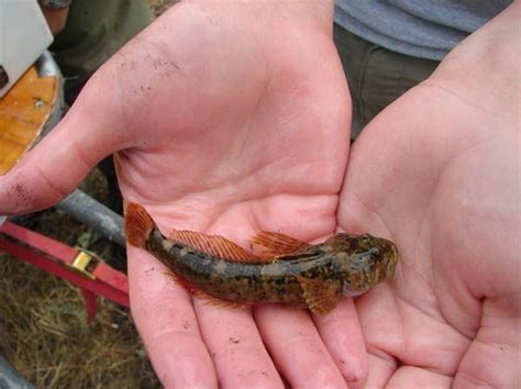 Wood River Sculpin Alchetron The Free Social Encyclopedia