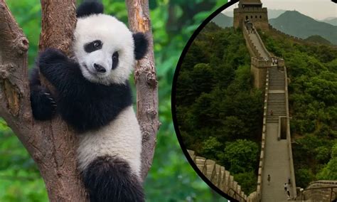 Do Giant Panda's Live In China? (3 Great Reasons Why!)