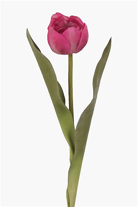 Tulip Stem Deep Pink Flowers