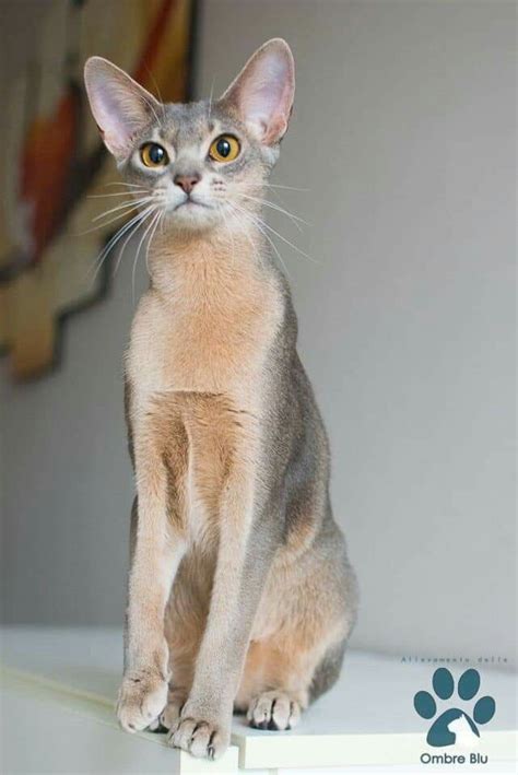 Blue Abyssinian Gorgeous Cats Beautiful Cats Abyssinian Cats