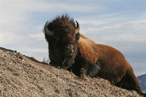 Yellowstone Weird Wildlife Facts | Wildlife facts, Wildlife photography, Wildlife