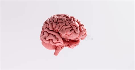 Human Brain Anatomical Model Stock Illustration Illustration Of