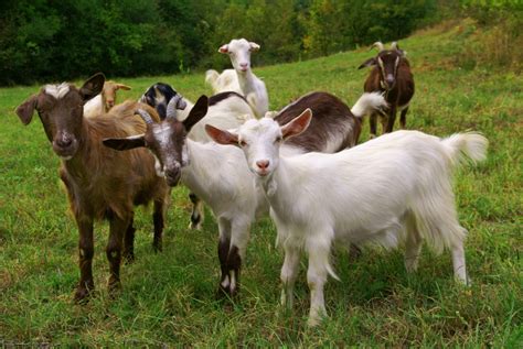 Beginner S Guide To Goat Farming Blain S Farm Fleet Blog
