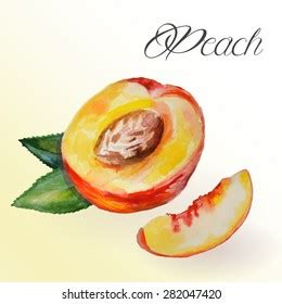 Fresh Peach Fruit Vector Illustration Tropical Stock Vector Royalty