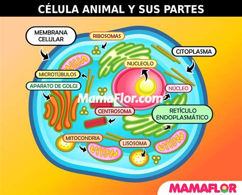 Dibujo De La Celula Animal Y Sus Partes