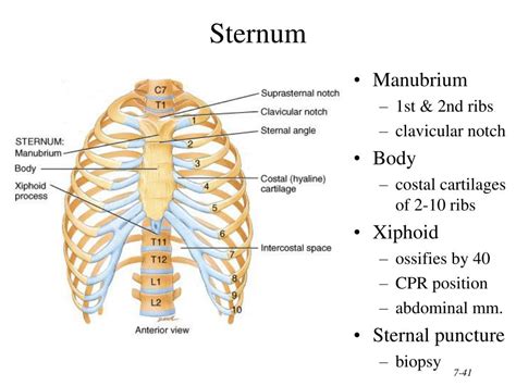 Ppt Chapter 7 The Skeletal System The Axial Skeleton Powerpoint