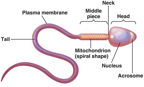 Human Testicles Anatomy Inside Structure Function And Location