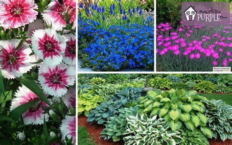 Incredible Perennial Plants And Flowers For Mixed Borders