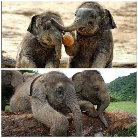 2 Beautiful Babies♥ Elephants Photos Elephant Baby