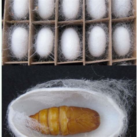 Silkworm Cocoon And Pupa High Quality Figures Are Available Online