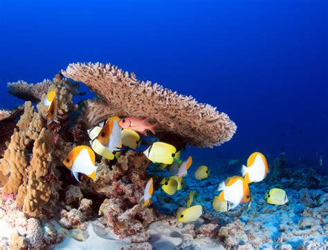 Color Marine Fish On The Reef In The Ocean Image Free Stock Photo