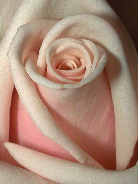 Maybe you would like to learn more about one of these? Pin von 🍒Little T🍒 auf Roses | Schöne rose, Pinke rosen ...