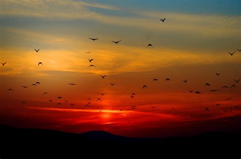 Birds Flying Towards Sunset 4k 5k Wallpaperhd Nature Wallpapers4k