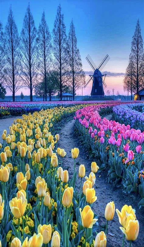 Campo De Tulipanes Holanda Beautiful Nature Wallpaper Beautiful